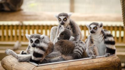 Fyra lemurer som sitter i en hög.