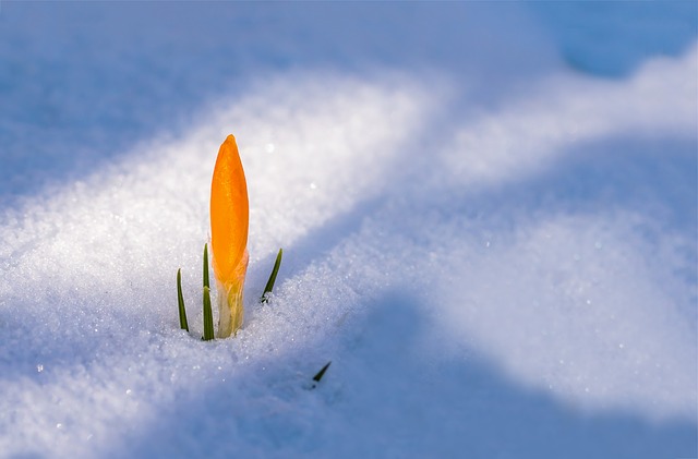 En gul krokus tränger sig igenom tjock snö.