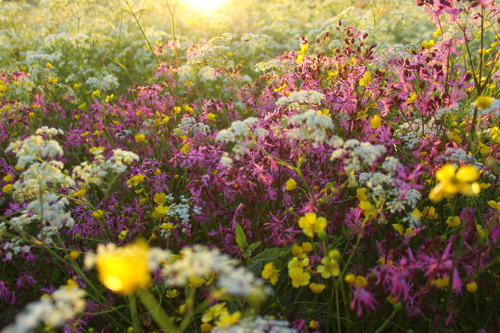 Flera olika sorters blommor växer tätt tillsammans på en äng. En låg sol skiner över ängen.