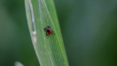 Ett grönt blad där det kryper en liten fästing.