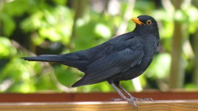 En koltrast sitter på ett trästaket.