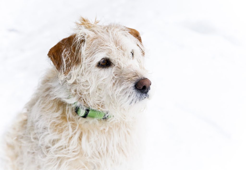 Arthur är en ganska rufsig hund med liggande öron. Han har snälla ögon och en gullig nos.