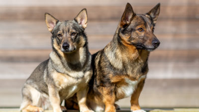 Två hundar av rasen västgötaspets