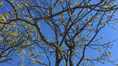 Foto på ett träd som precis fått löv.