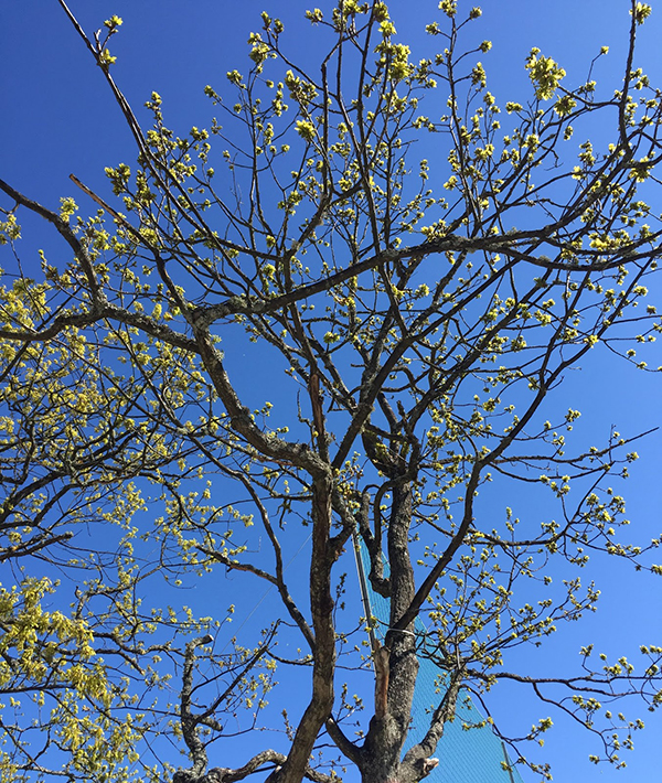 Foto på ett träd som precis fått löv.