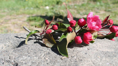 En blomsterkvist som ligger på en sten.