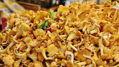 I år kan det bli en bra svampsäsong