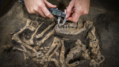 Ett hundskelett som mäts med en liten mätsticka.