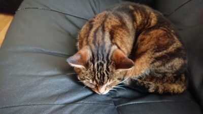 En katt som ligger och sover.