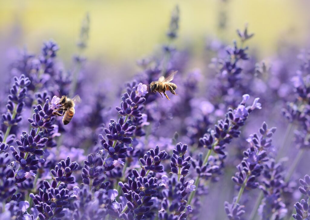 Bin som pollinerar