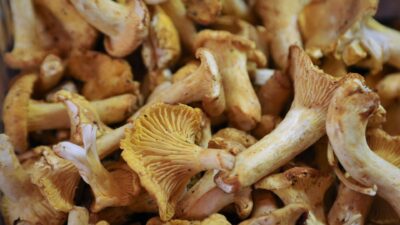 Familj hittade 109 kilo kantareller.