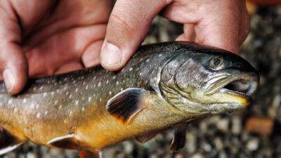 Rödingar i Vättern ska spåras.