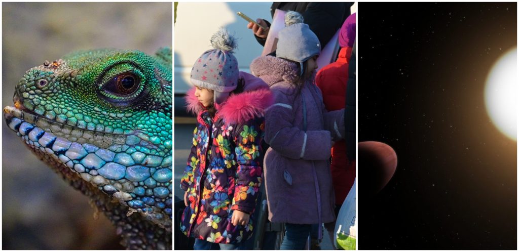 Ett kollage på veckans nyheter